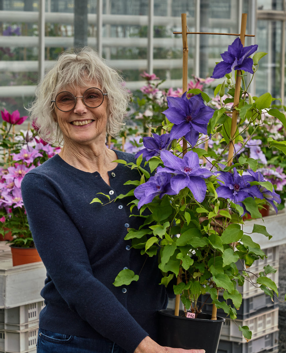 First variety confirmed to be launched at the 2024 RHS Chelsea