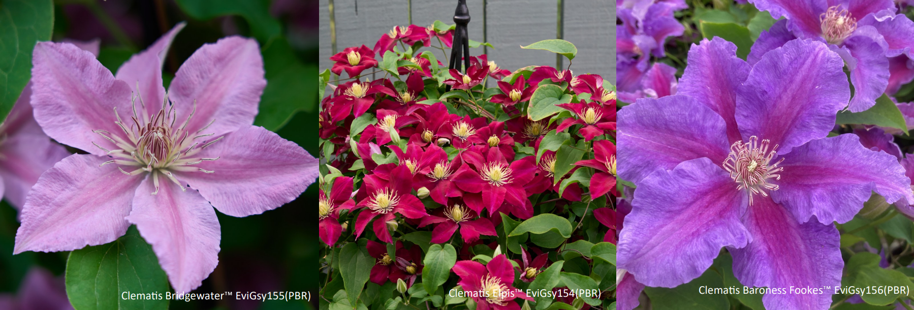 3 New Clematis To Be Launched At The RHS Chelsea Flower Show 2025