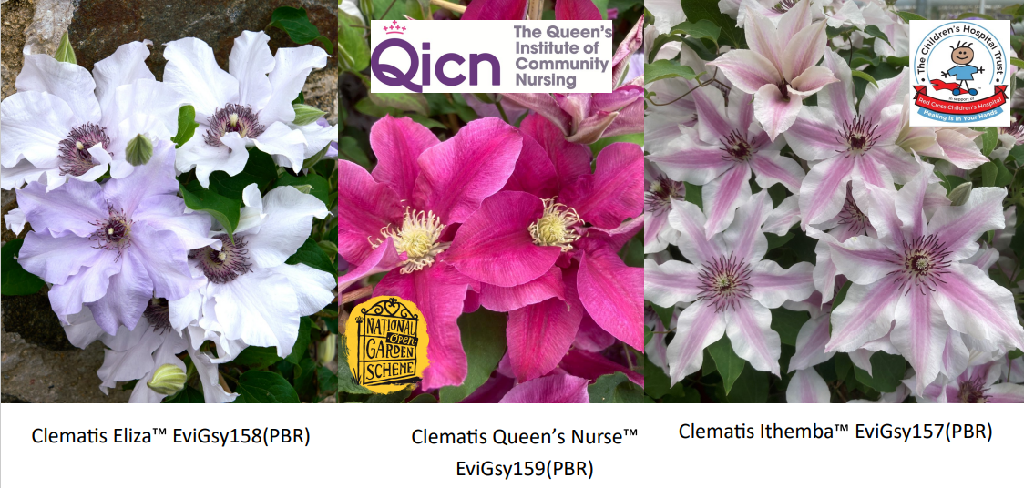 Three New Clematis for 2026 RHS Chelsea Flower Show Launch