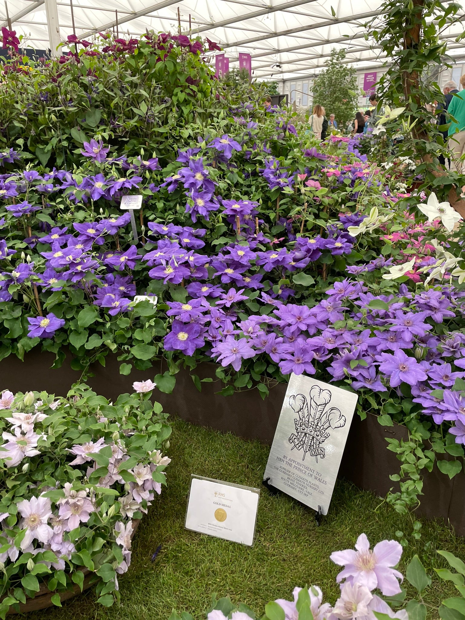 Raymond J Evison Clematis, Gold at Chelsea for the 33rd time.