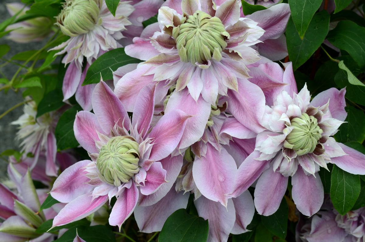 Clematis Raspberry Double Regal® (Doubles) – Raymond Evison Clematis