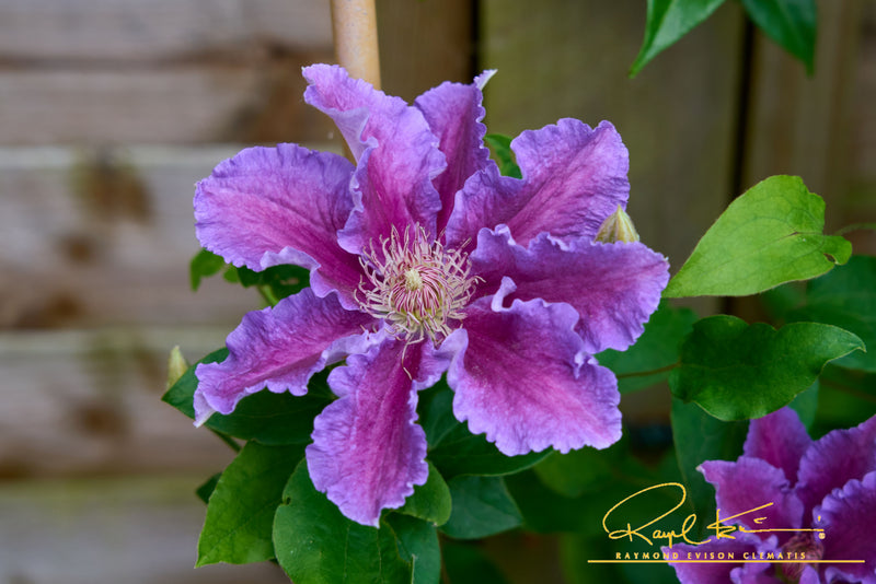 Baroness Fookes™ – Raymond Evison Clematis