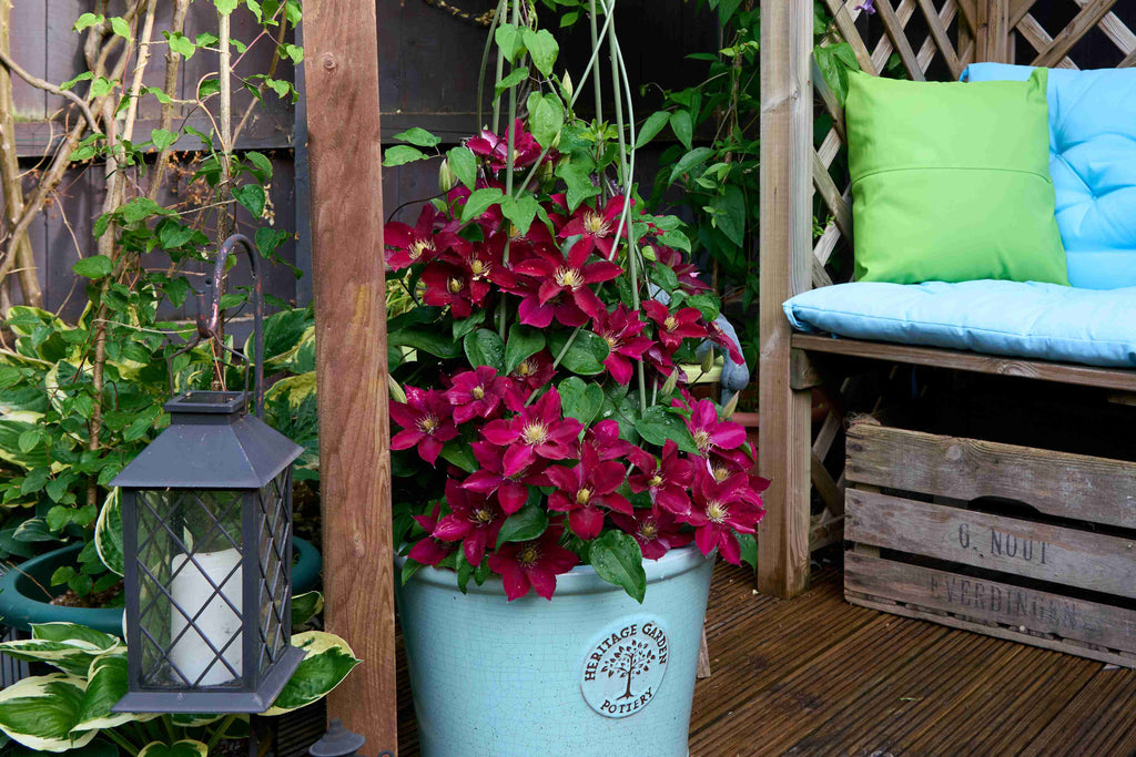 Elpis™ New for 2025