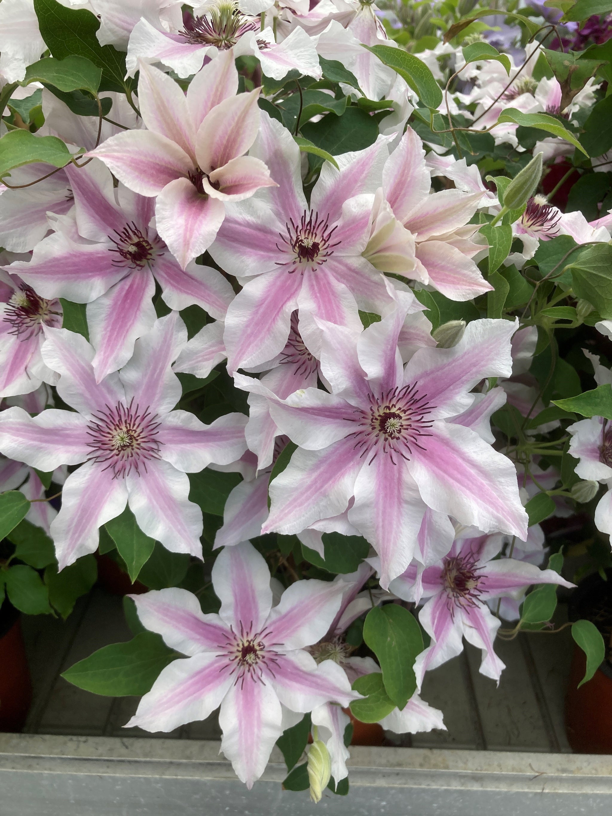 Ithemba™ New For 2026