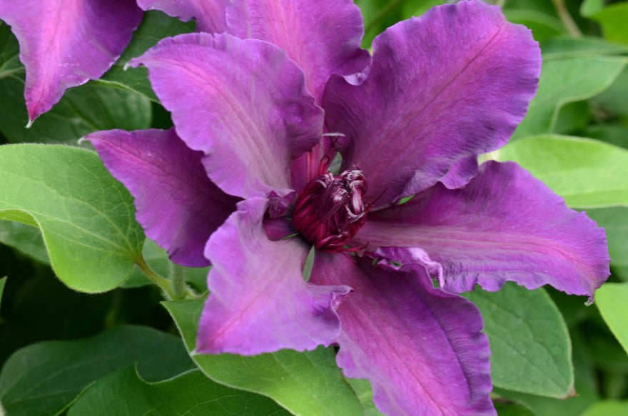 Fleuri ™