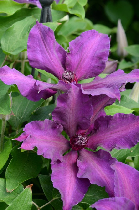 Fleuri ™