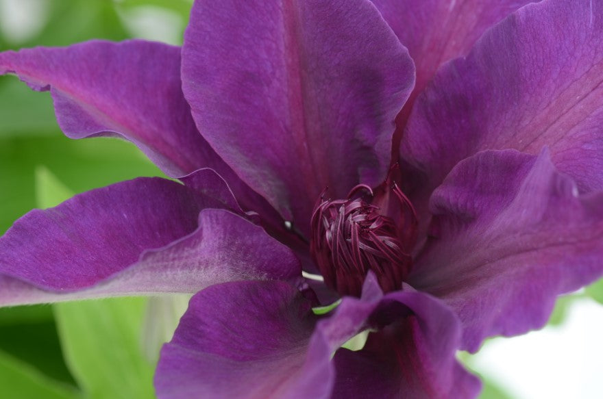 Fleuri ™
