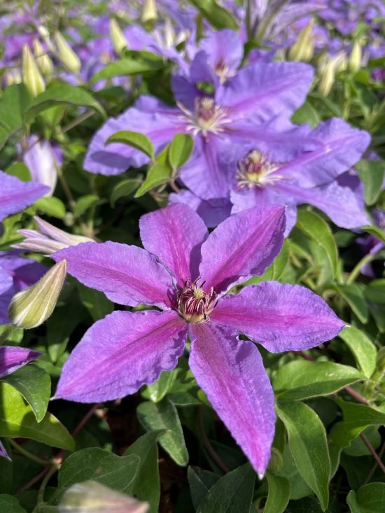 A young flower on Clematis Tumaini