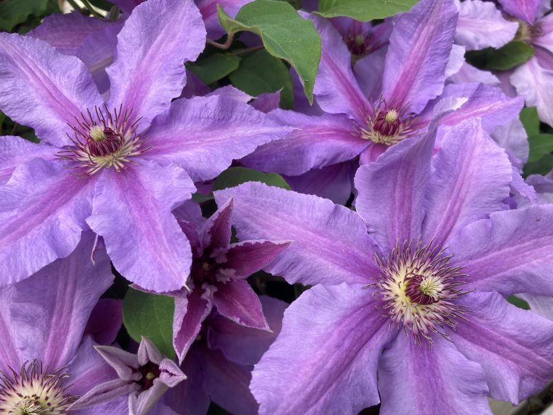Clematis Tumaini